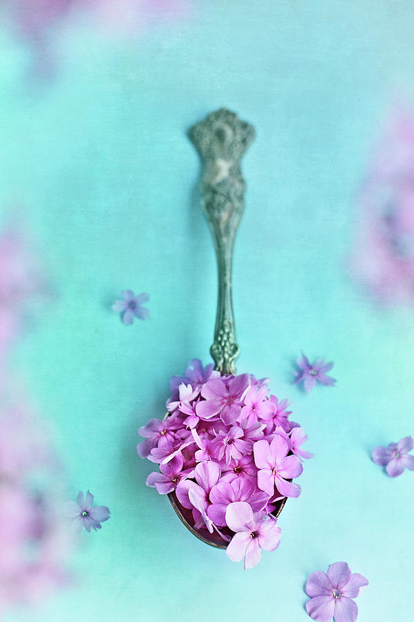 Just a Spoonful of Petals  Photograph by Stephanie Frey