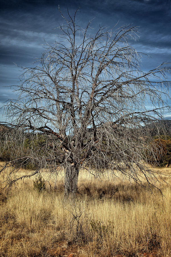 Just a Tree in Silver City Photograph by Diana Powell