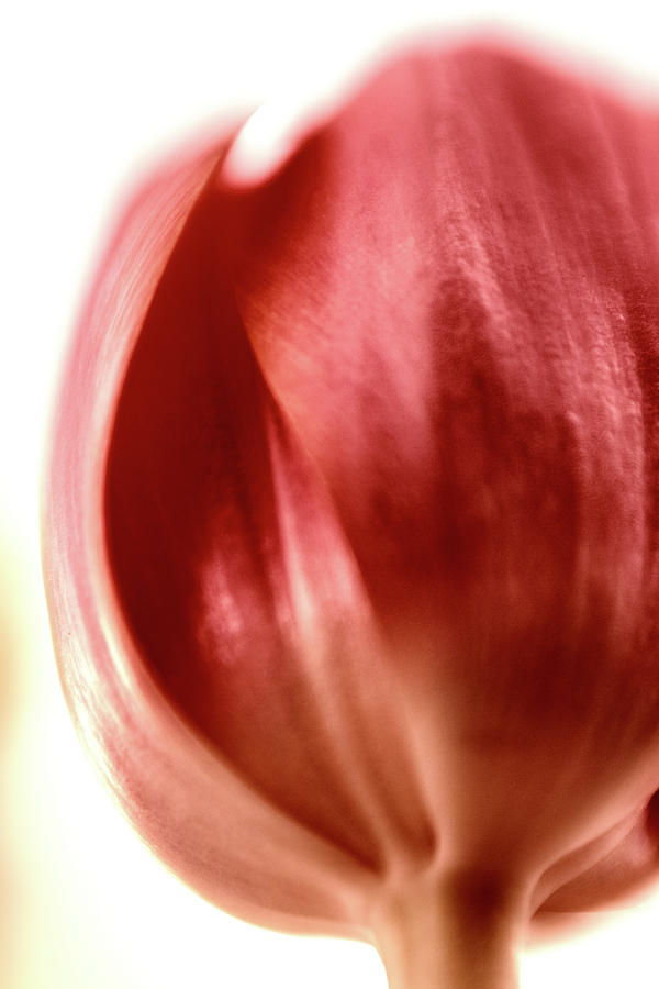 Just a tulip Photograph by Marnie Patchett