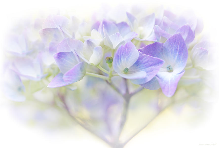 Just a Whisper Hydrangea Flower Photograph by Jennie Marie Schell