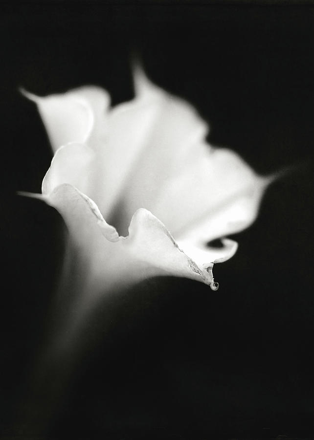 Just A White Flower Photograph