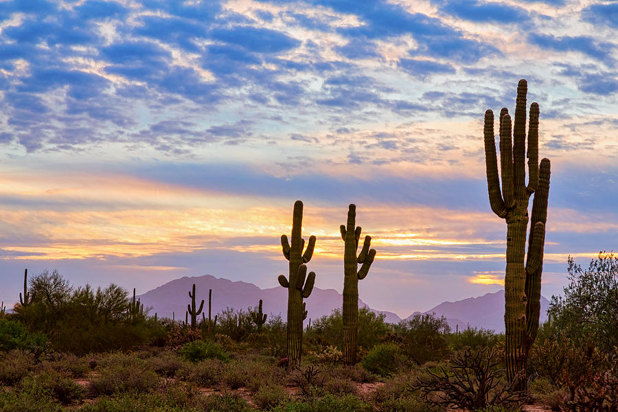 Just Another Colorful Sonoran Desert Sunrise Photograph by James BO Insogna