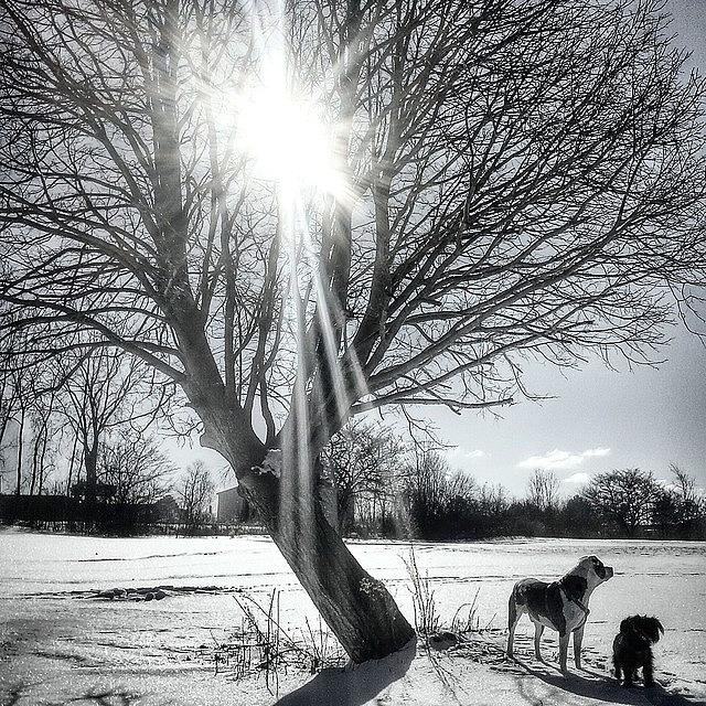 Winter Photograph - Just Another Day In The Life Of A by Douglas Carey