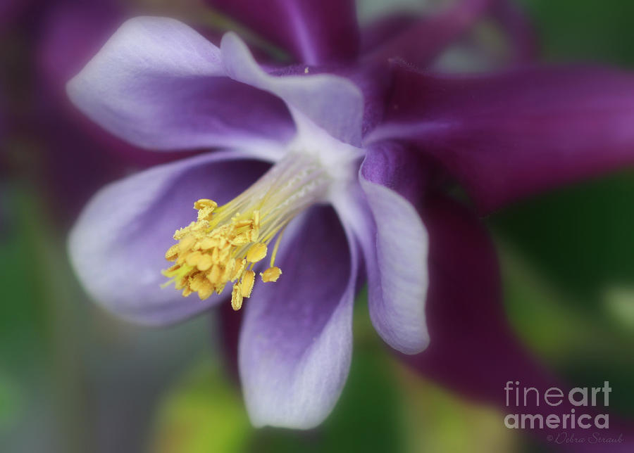 Flower Photograph - Just Another Pretty Face by Debra Straub