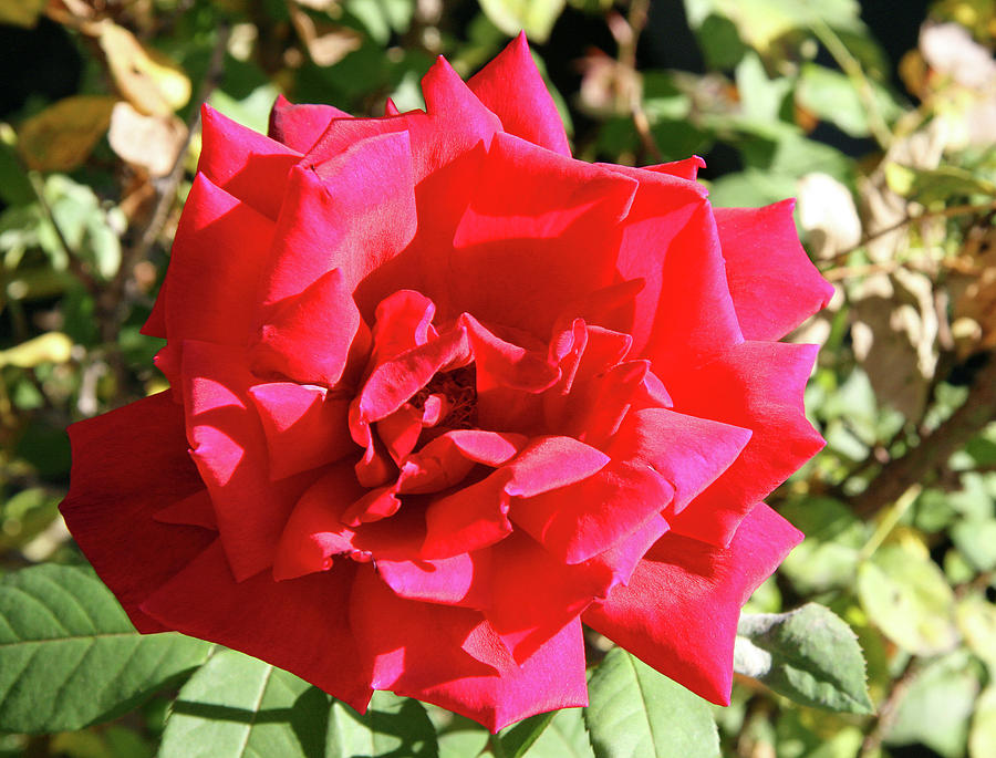 Just Another Red Rose Photograph by Cora Wandel
