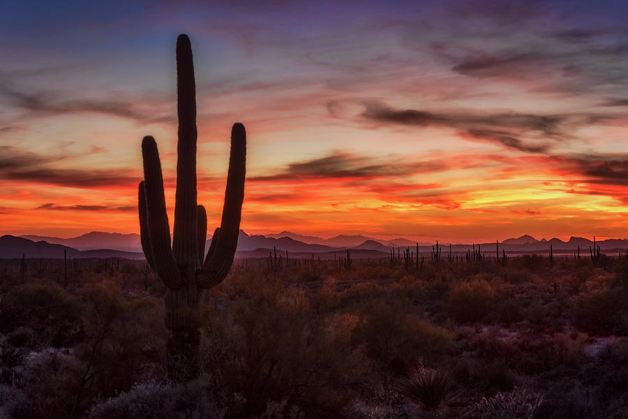 Just Another Saguaro Sunset  Photograph by Saija Lehtonen