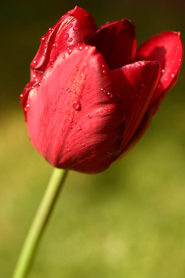 Just another Tulip Photograph by Martina Fagan