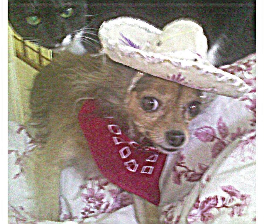 Just Because She Is A Chihuahua Photograph by Carol Wisniewski