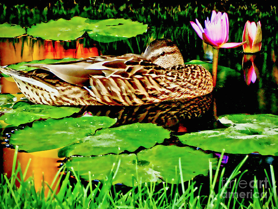 JUST BEING A DUCK ON A LAZY DAY OF SUMMER Wall Art Photograph by Carol F Austin