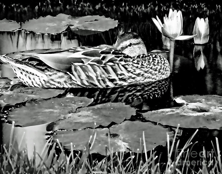 Just Being a Duck on a Lazy Summer Day BLACK AND WHITE WALL ART Photograph by Carol F Austin