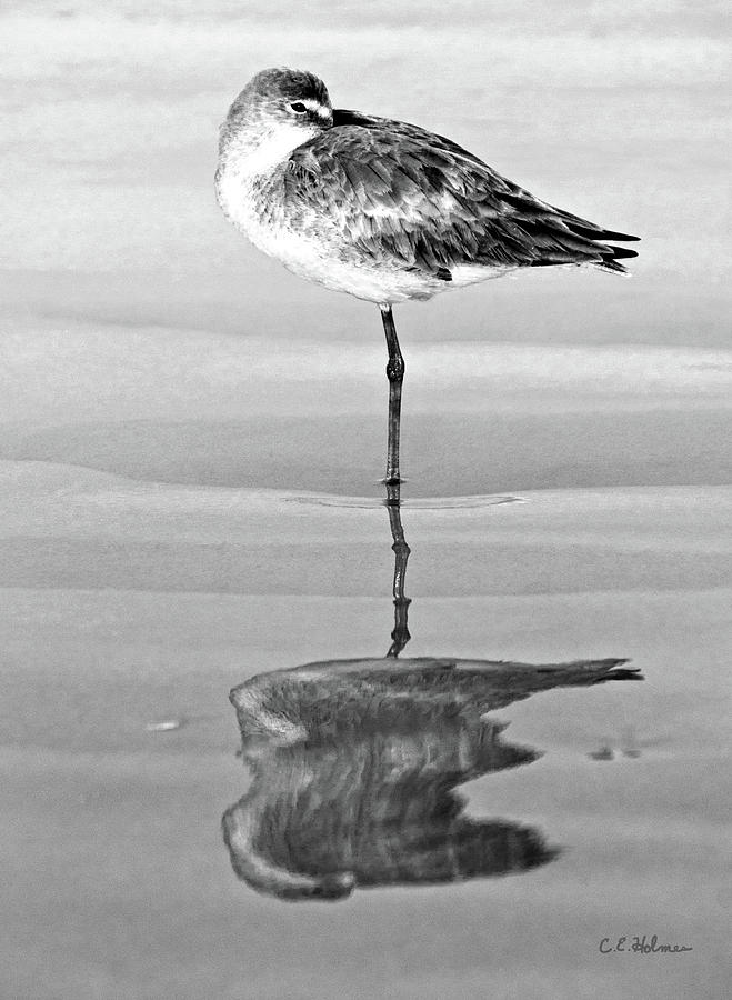 Just Being Coy - BW Photograph by Christopher Holmes