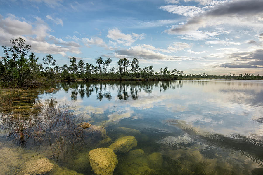 Just Below in the Everglades Photograph by Jon Glaser