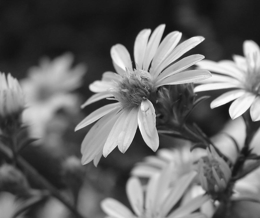 Just Black And White Photograph by Luciana Seymour Just Black And White Photograph by Luciana Seymour