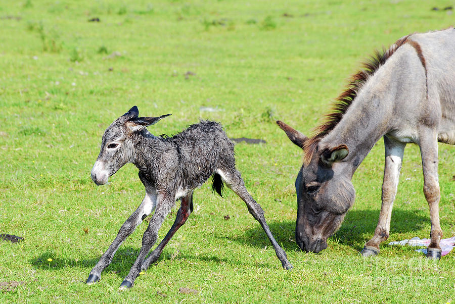 Just born little donkey trying his first step Photograph by Goce ...