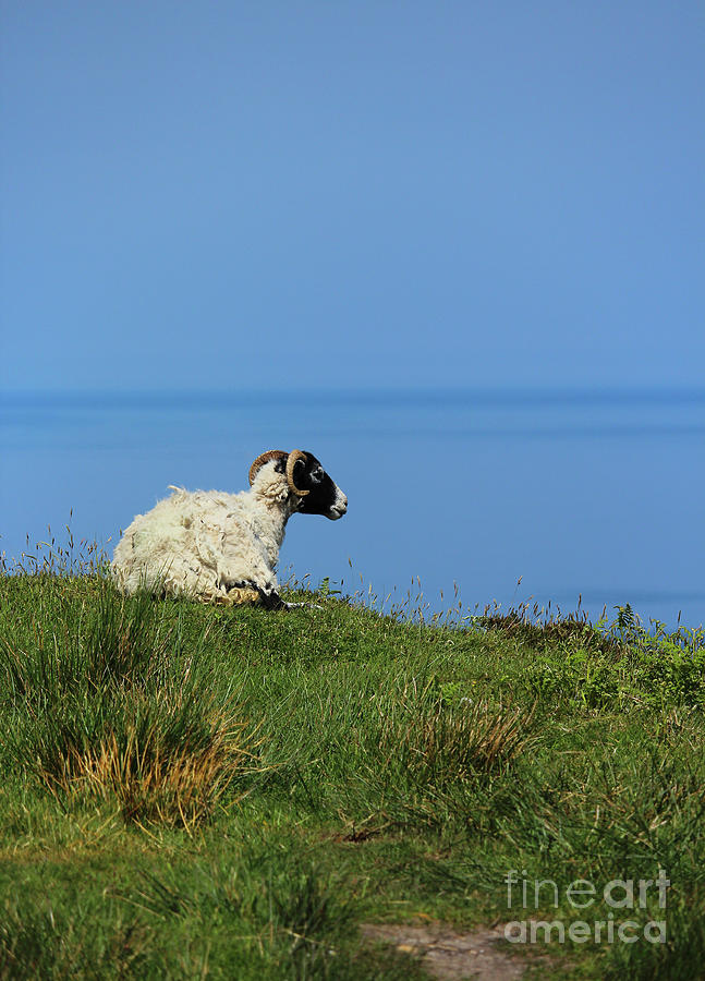 Sheep Just Chillin Donegal Ireland Photograph