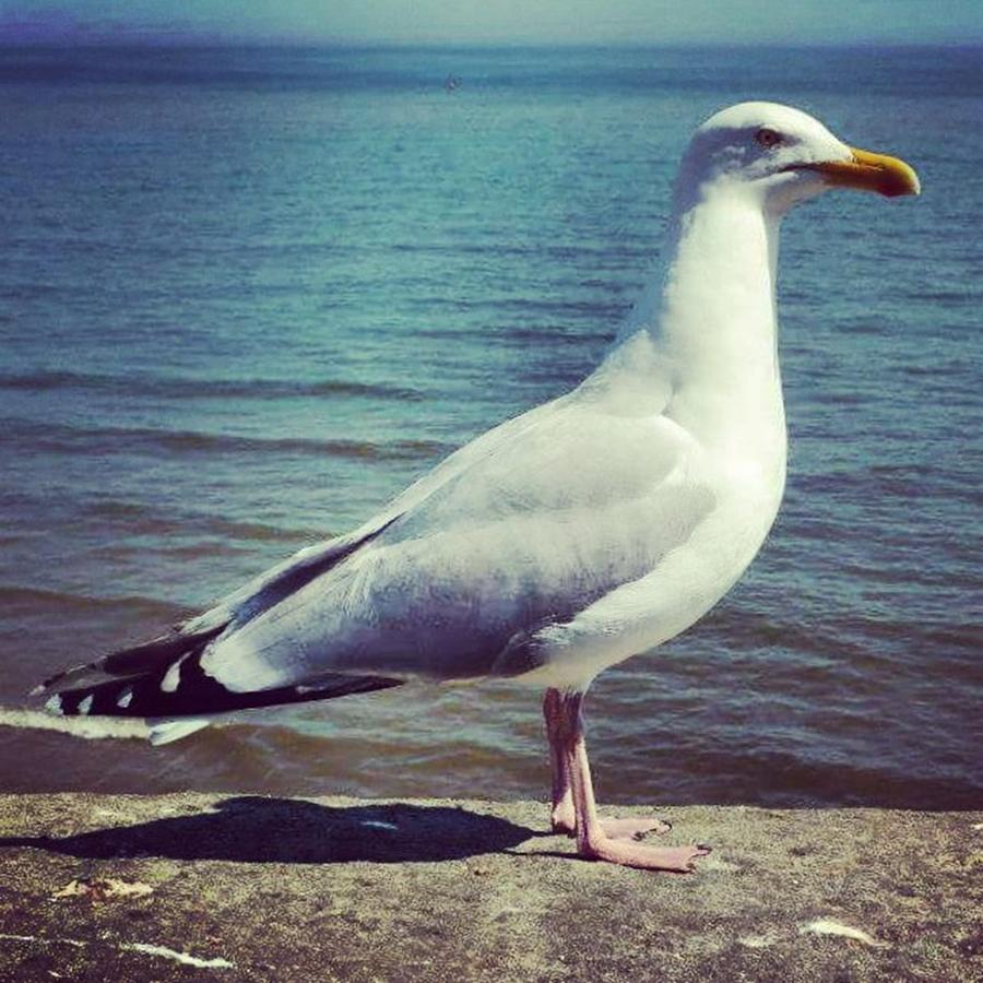 Nature Photograph - Just Chillin #seagull by Richard Atkin