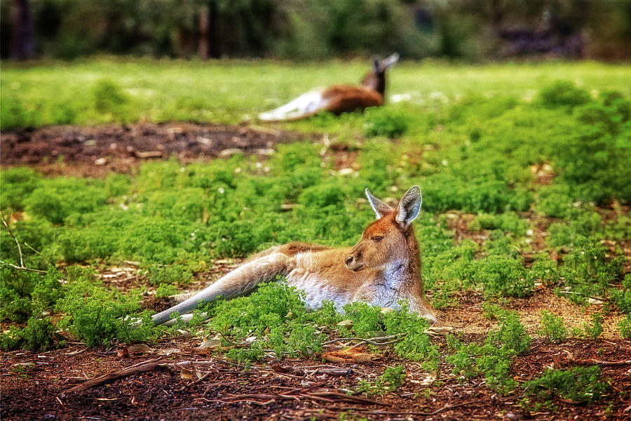 Just Chillin, Yanchep National Park Photograph by Dave Catley