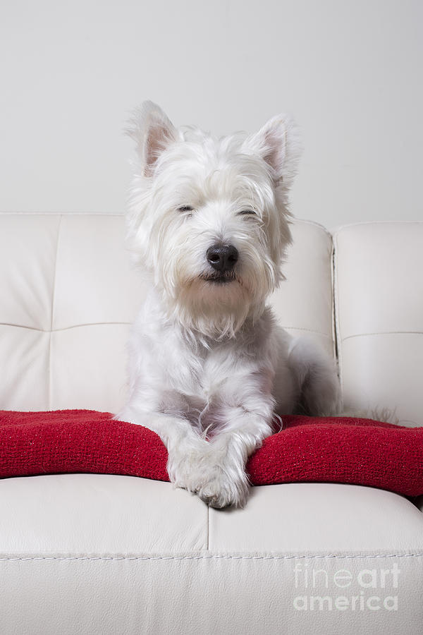 Dog Photograph - Just Chilling by Edward Fielding