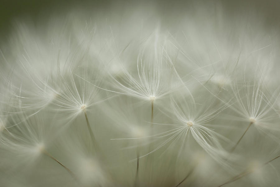 Just Dandy Photograph by Brian Hale