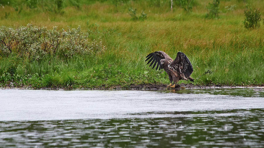 Just drops on the water. White-tailed eagle Photograph by Jouko Lehto