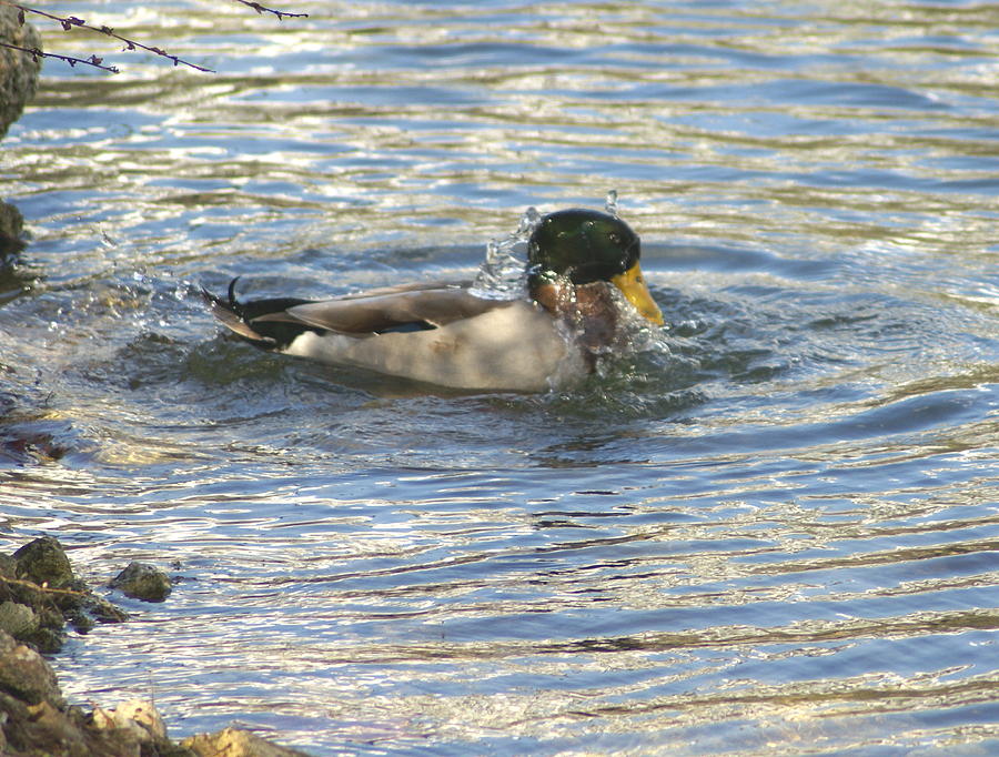 Bird Photograph - Just Ducking Around by Debbie May