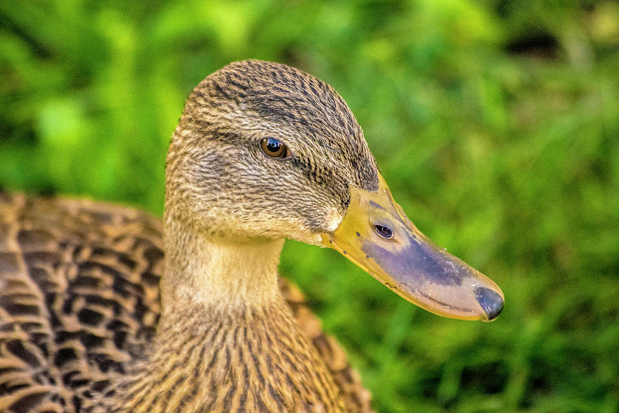 Just Ducky Photograph