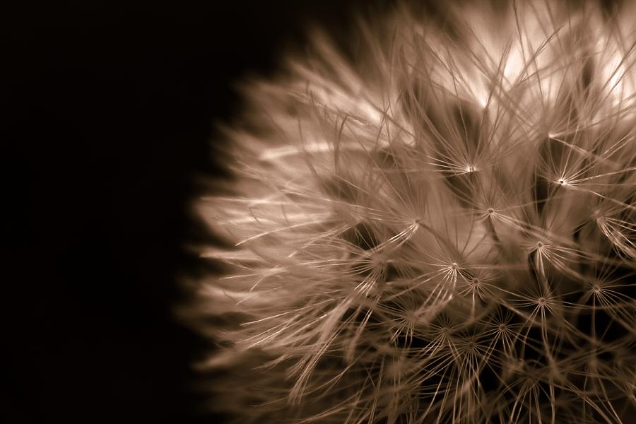 Flower Photograph - Just Enough Light by Clare Bevan