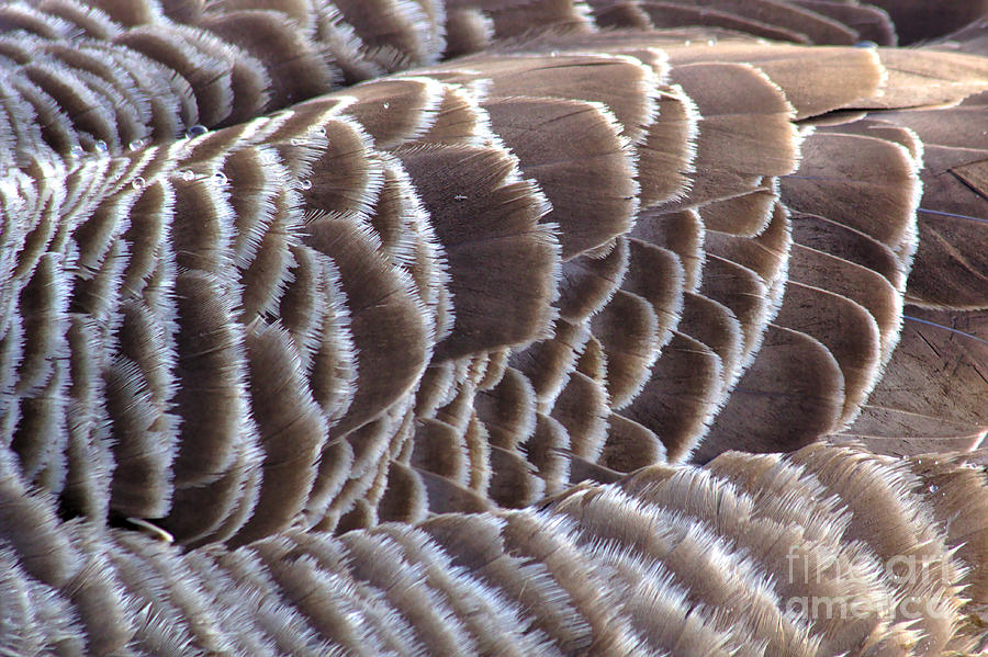 Just Feathers Photograph by Jeremy Hayden