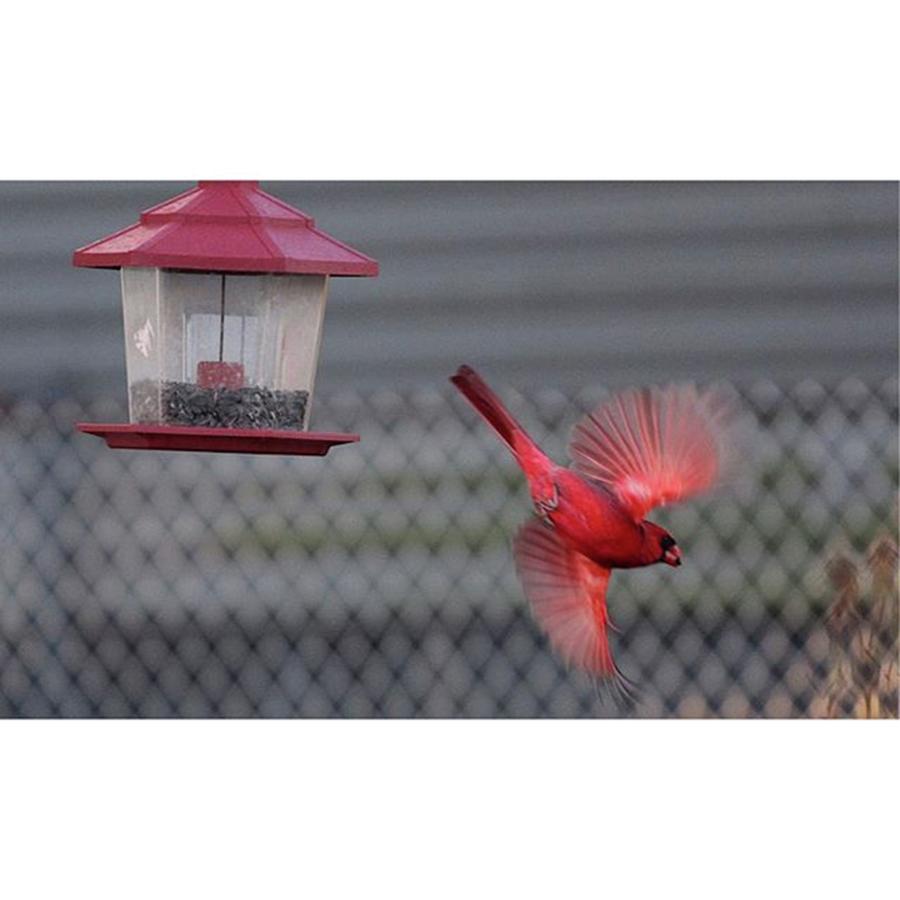 Cardinal Photograph - Just Grabbing Some Dinner For by Bryan Edwards