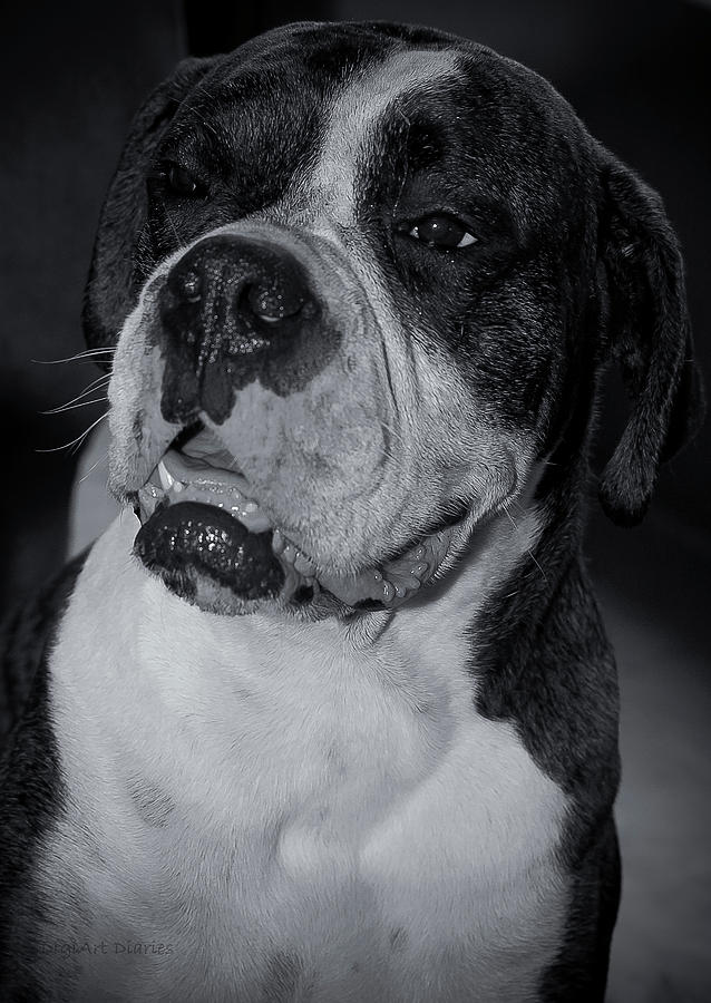 Black And White Photograph - Just Handsome II by DigiArt Diaries by Vicky B Fuller