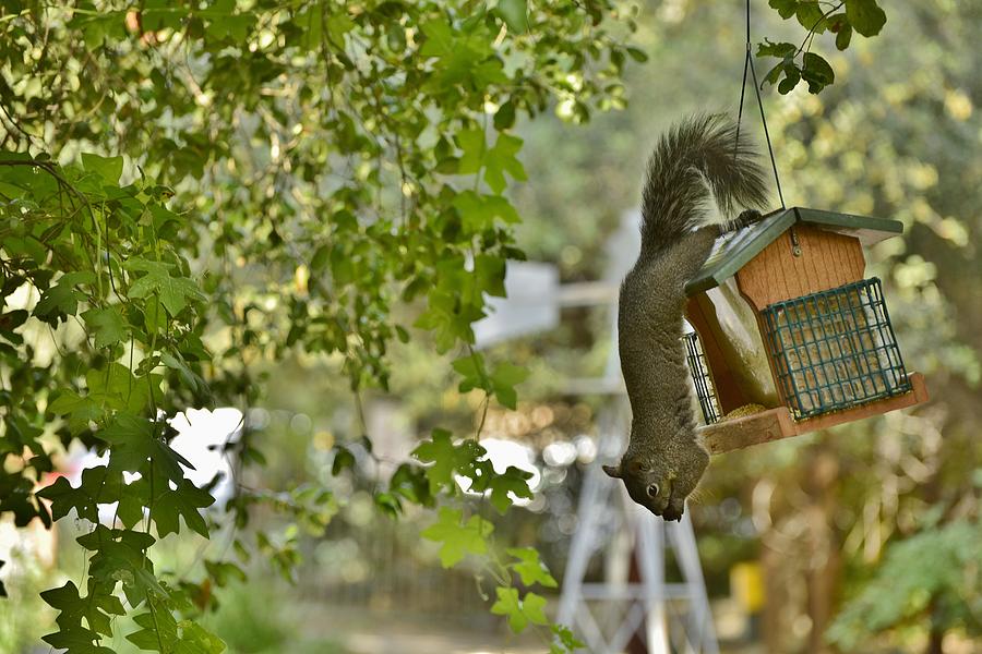 Just Hanging and Eating Photograph by Linda Brody
