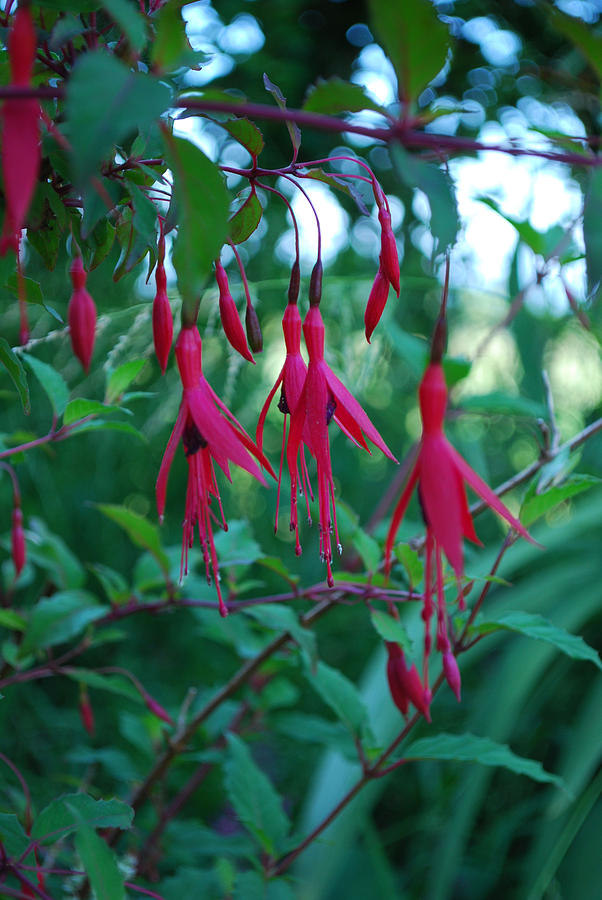 Red Flower Photograph - Just hanging Fuschia by Coral Dolan