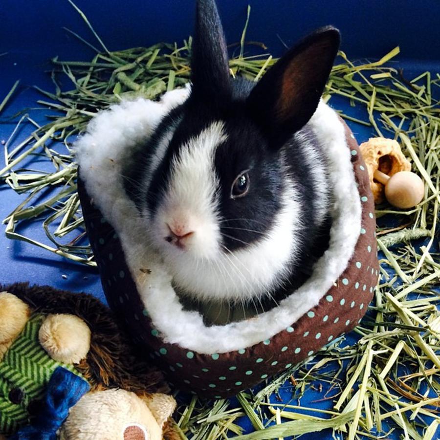 Just Hanging Out In My Hamster Bed 🐰 Photograph by Stephanie Morgan