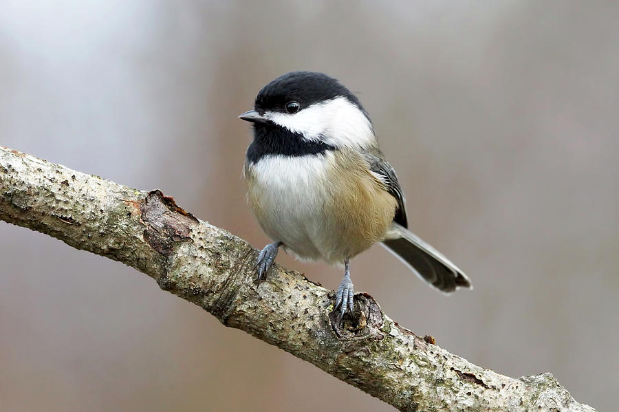 Feather Photograph - Chickadee Hanging Out by Mark Hryciw