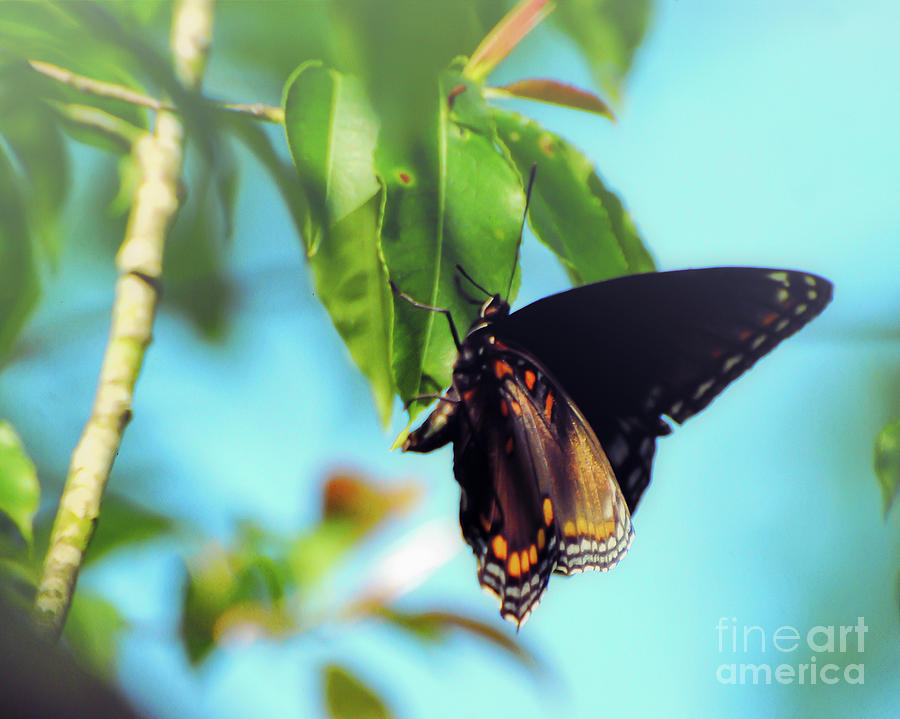 Just Hanging Out - Red-Spotted Purple Butterfly Photograph by Kerri Farley