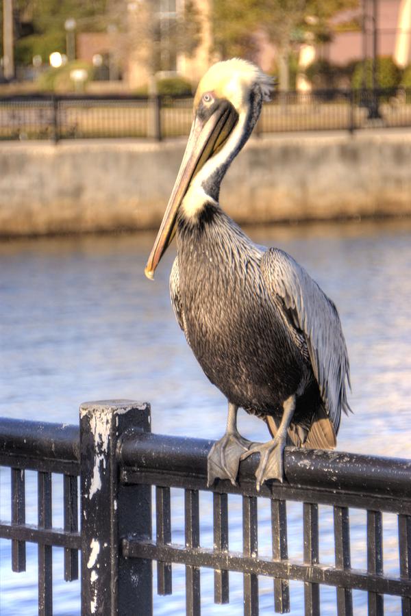 Pelican Photograph - Just Hangn by Paul Lindner