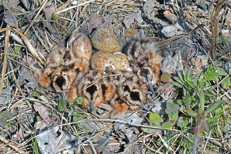 Woodcock Photograph - Just hatched American Woodcock chicks by Asbed Iskedjian