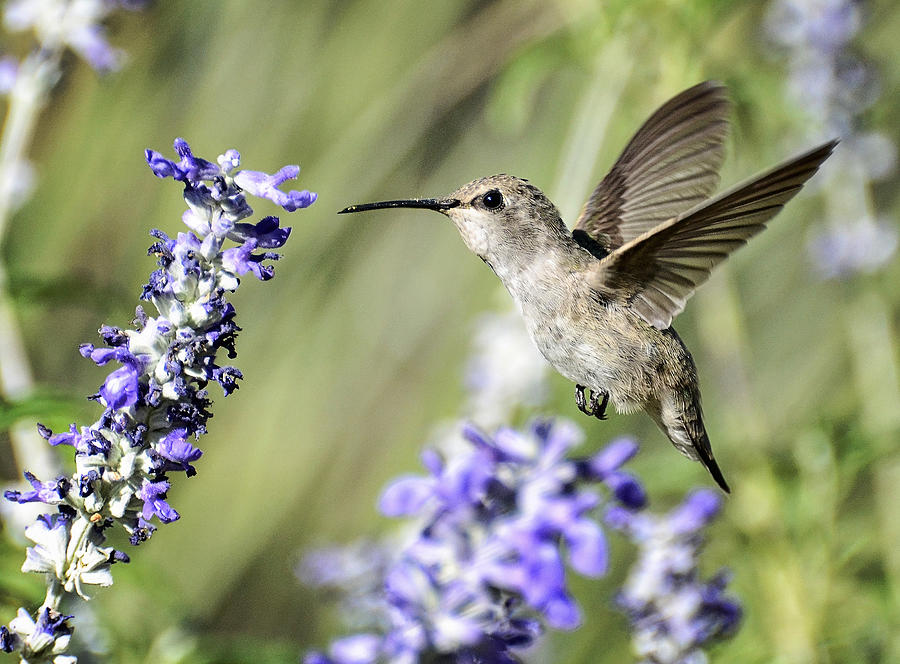 Hummingbird Photograph - Just Hovering  by Saija Lehtonen