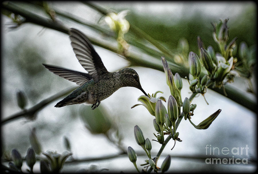 Hummingbird Photograph - Just Humming Along by Saija Lehtonen