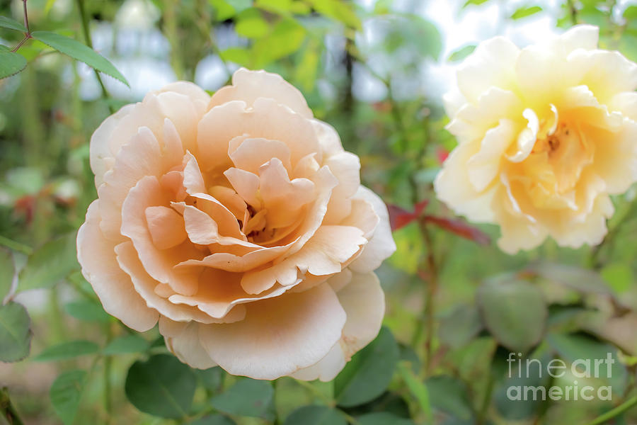 Just Joey, Hybrid Tea