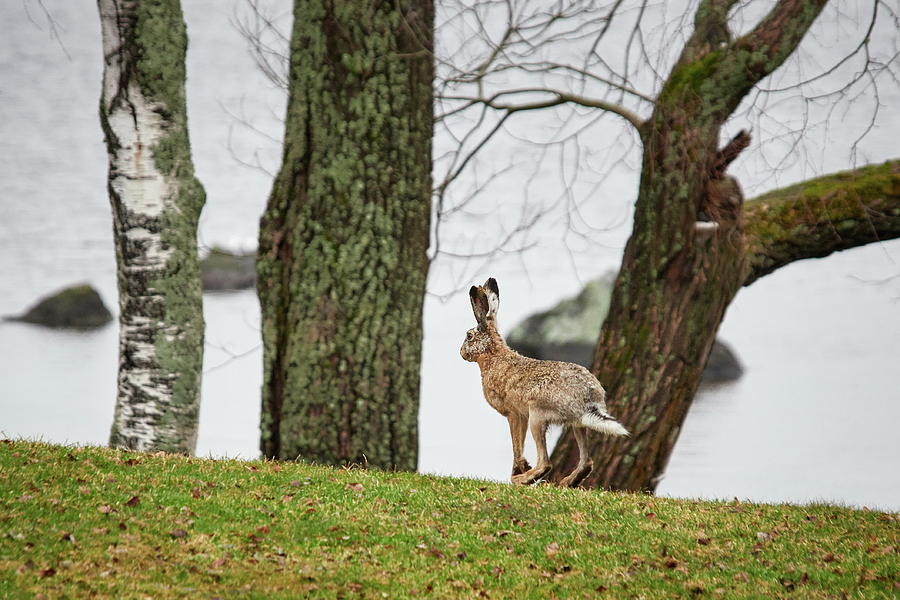 Just jumping by the lake. European hare Photograph by Jouko Lehto