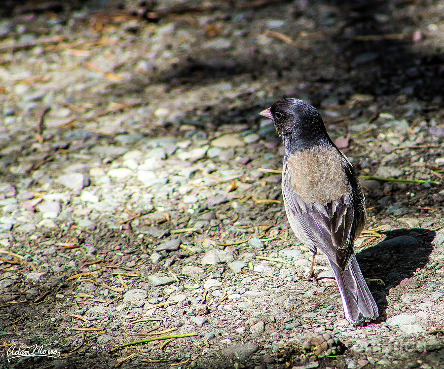 Just Junco Things Photograph by Adam Morsa