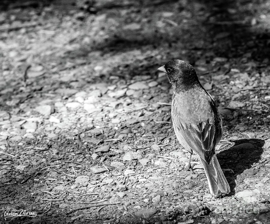 Just Junco Things, Black and White Photograph by Adam Morsa