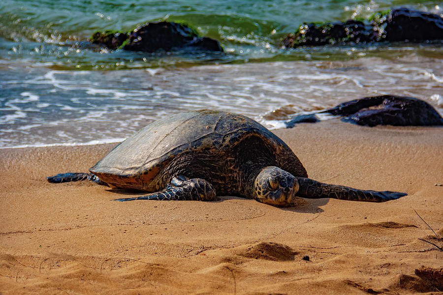 Just laying around Photograph by D George Taylor - Fine Art America