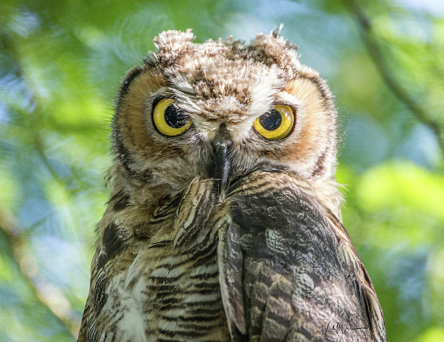 The Look Photograph by Lyndie Mason Warner - Fine Art America