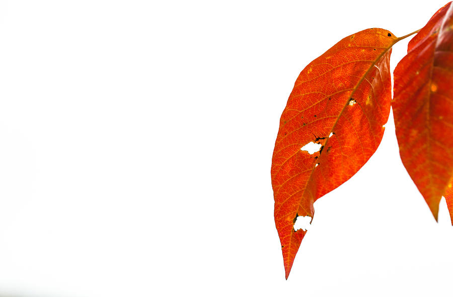 Fall Photograph - Just Leaves by Karol Livote