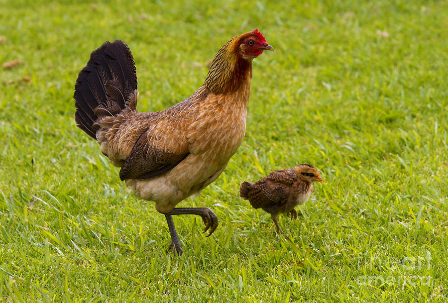 Chicken Photograph - Just Like Mom by Michael Dawson