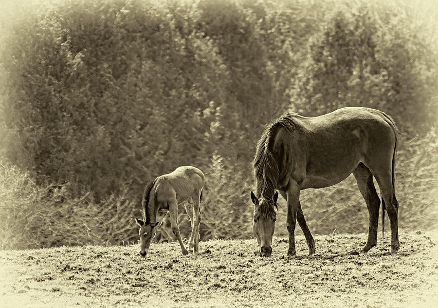 Horse Photograph - Just Like Mom - Sepia by Steve Harrington