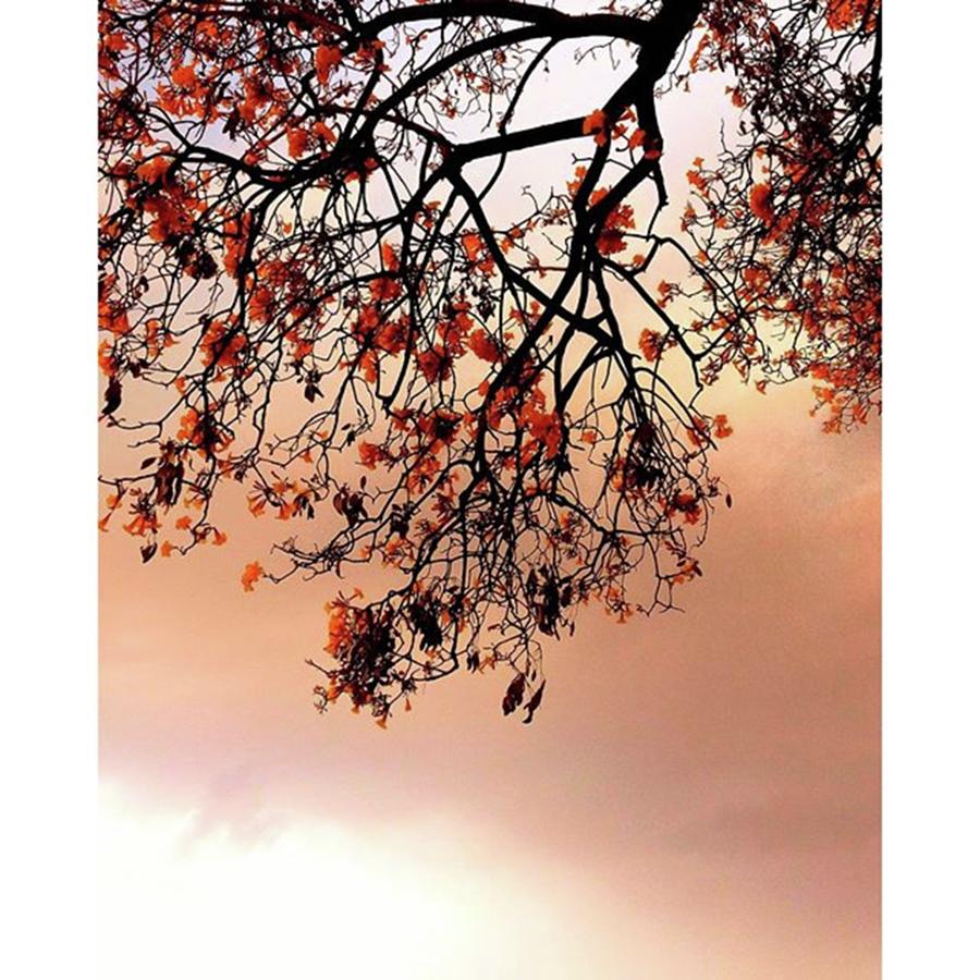 Nature Photograph - Just Like Painting tree by Rajesh Yadav
