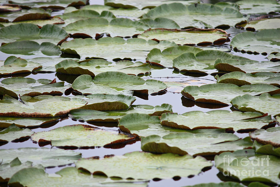 Nature Photograph - Just Lily Pads by Carol Groenen